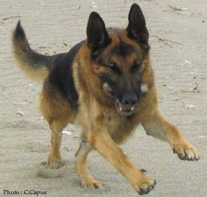 Tygannye - Berger Allemand Mâle (5 mois)