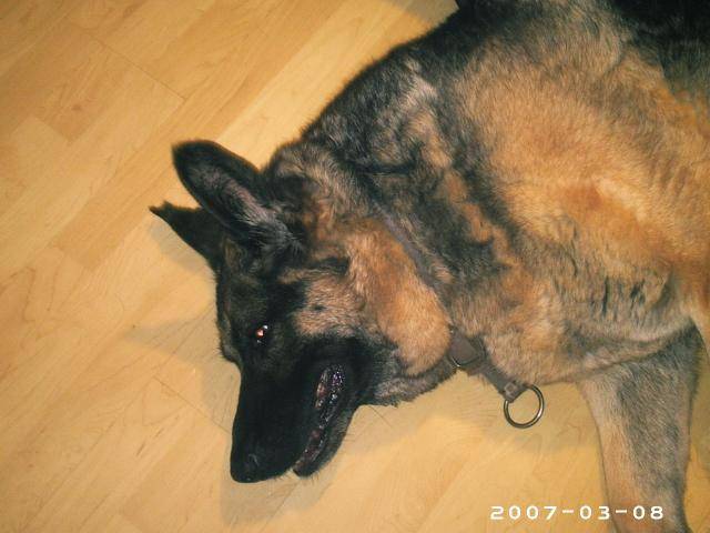 FLICK......Berger Allemand!!!!!!! - Berger Allemand
