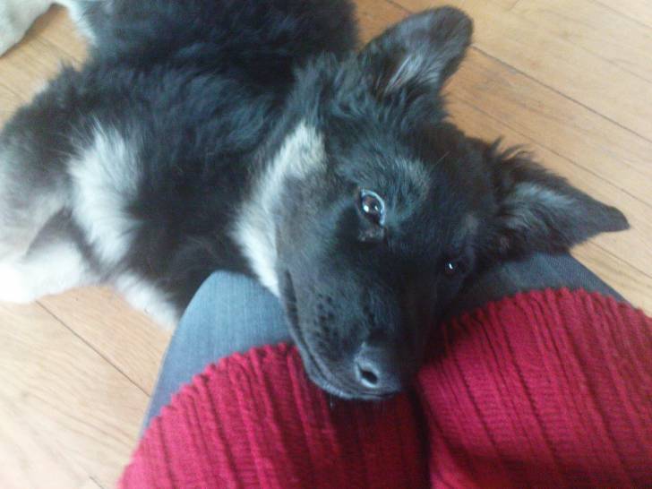 Tara - Berger Allemand (4 mois)