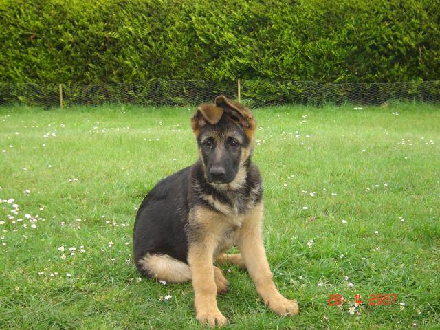 colby berger allemand - Berger Allemand