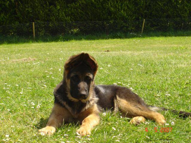 colby berger allemand - Berger Allemand
