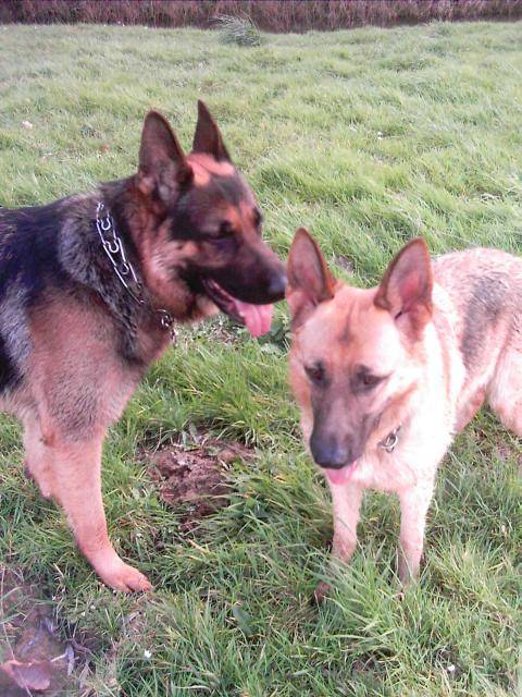 berger allemand - Berger Allemand