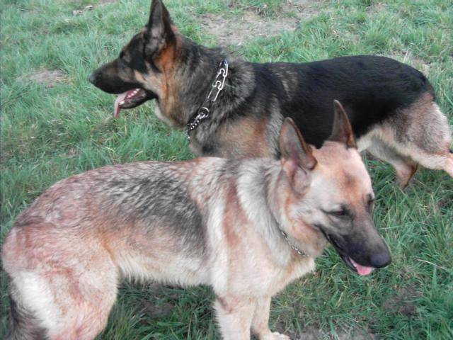 Berger allemand - Berger Allemand