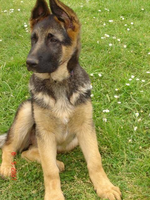 colby berger allemand - Berger Allemand