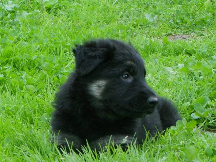 Tara - Berger Allemand (4 mois)