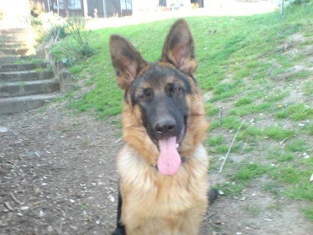 Berger Allemand - Buck - Berger Allemand