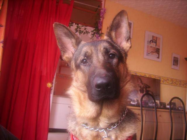 black berger allemand - Berger Allemand