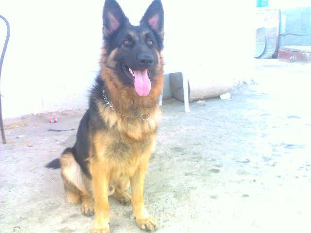 berger allemand - Berger Allemand