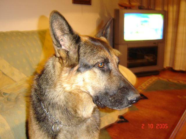 Berger Allemand " SALTO" 4 ans - Berger Allemand (4 ans)