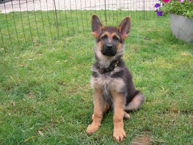 berger allemand - Berger Allemand