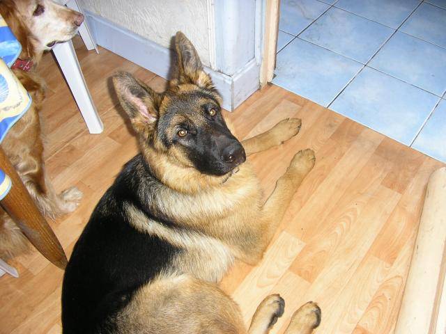 Berger Allemand - BUck - Berger Allemand