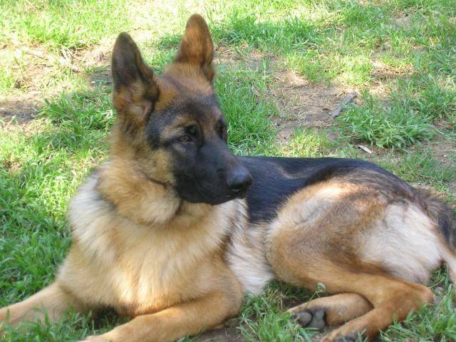 Berger Allemand - Buck - Berger Allemand
