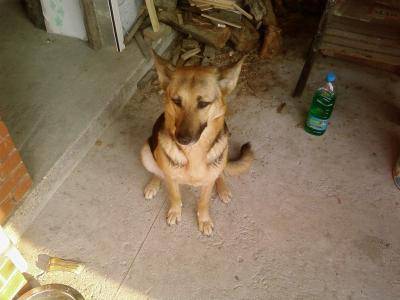 Princesse, Berger Allemand poil ras - Berger Allemand