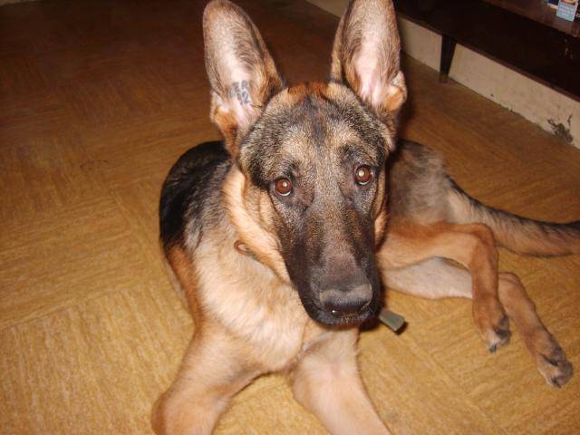 berger allemand blade - Berger Allemand