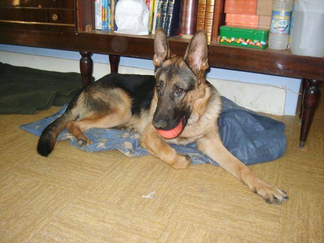 berger allemand blade - Berger Allemand