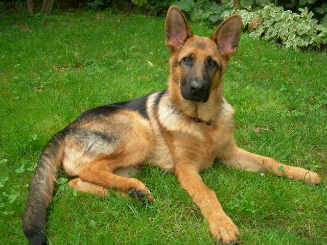 berger allemand cyrius - Berger Allemand