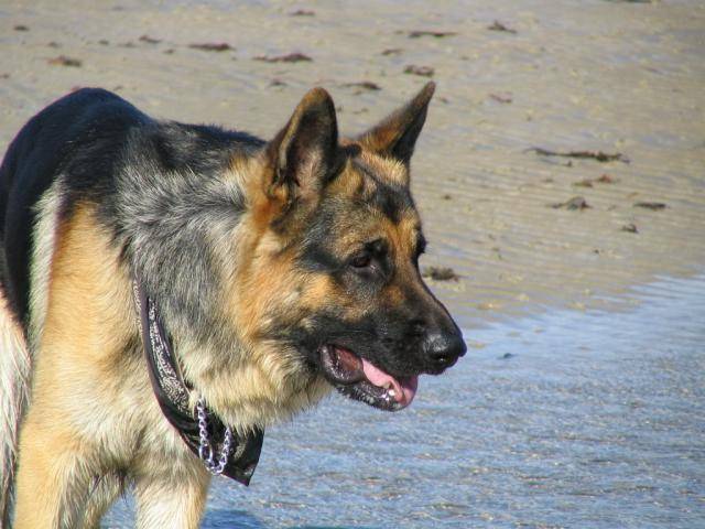 berger allemand - Berger Allemand