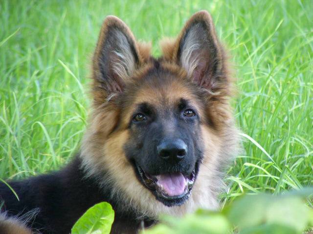 berger allemand Chris - Berger Allemand