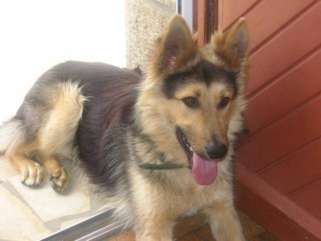 Berger allemand Barnum - Berger Allemand