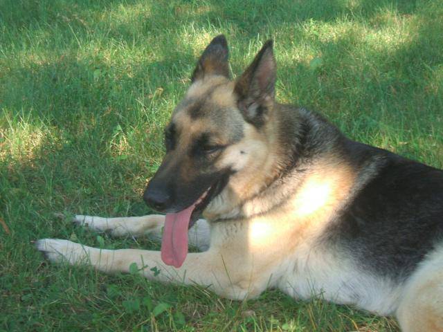 berger allemand, Tanya - Berger Allemand