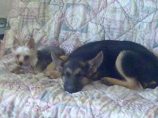 berger allemand &york - Berger Allemand