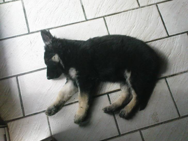 Tara - Berger Allemand (5 mois)