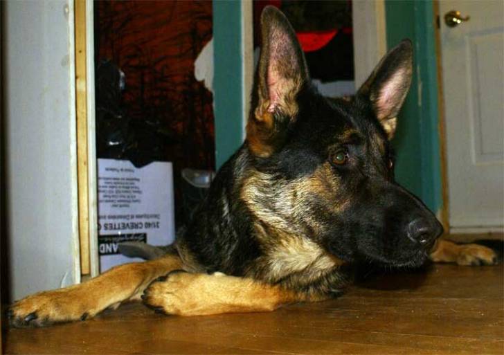 Sam - Berger Allemand Mâle (3 ans)