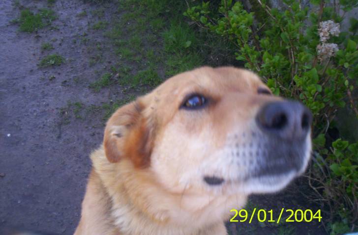 Rouksi - Berger Allemand Mâle (9 ans)