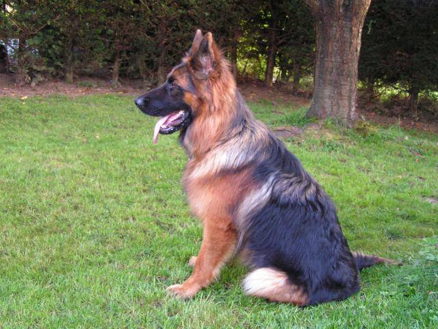 Brain mon berger allemand - Berger Allemand
