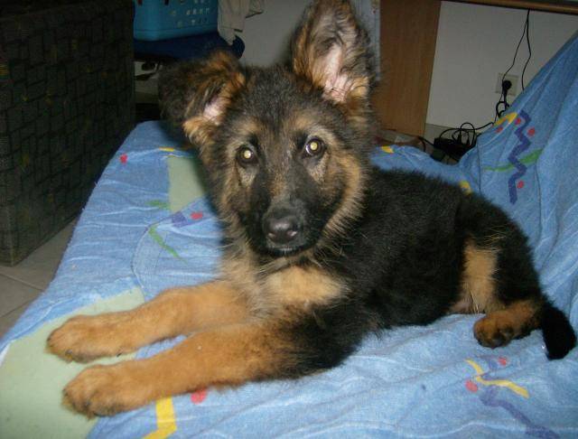 BERGER ALLEMAND Lenny - Berger Allemand