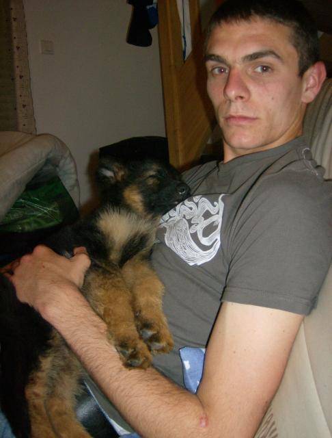 BERGER ALLEMAND Lenny - Berger Allemand