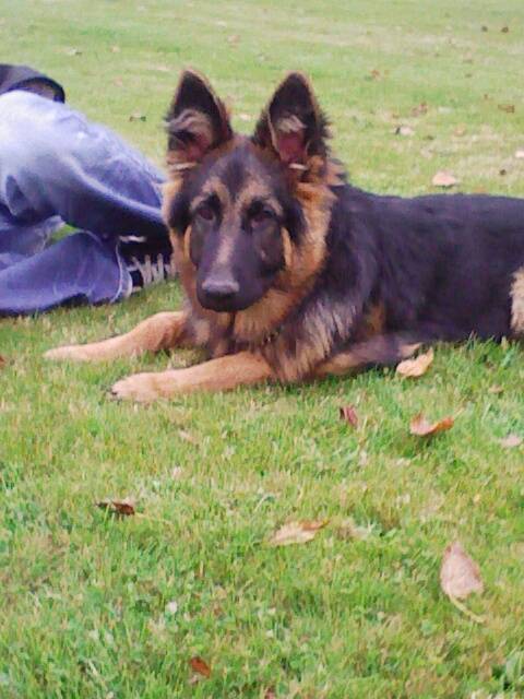 BERGER ALLEMAND Lenny - Berger Allemand