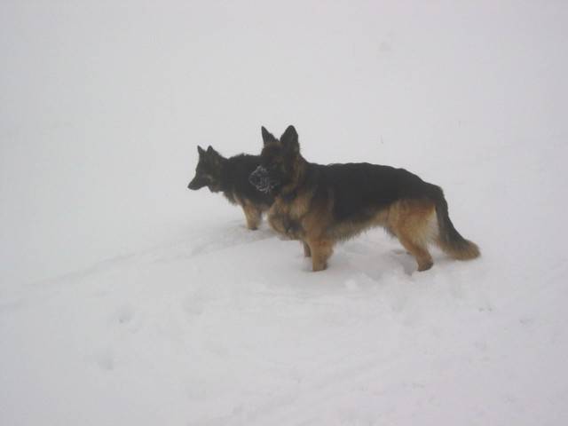 berger allemand poil long Vick et Ziggy - Berger Allemand