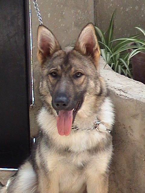 berger allemand - Berger Allemand