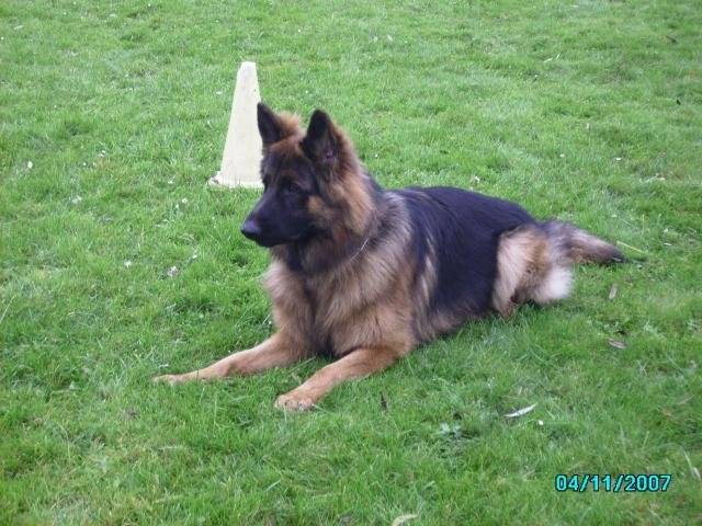 berger allemand poil long - Berger Allemand