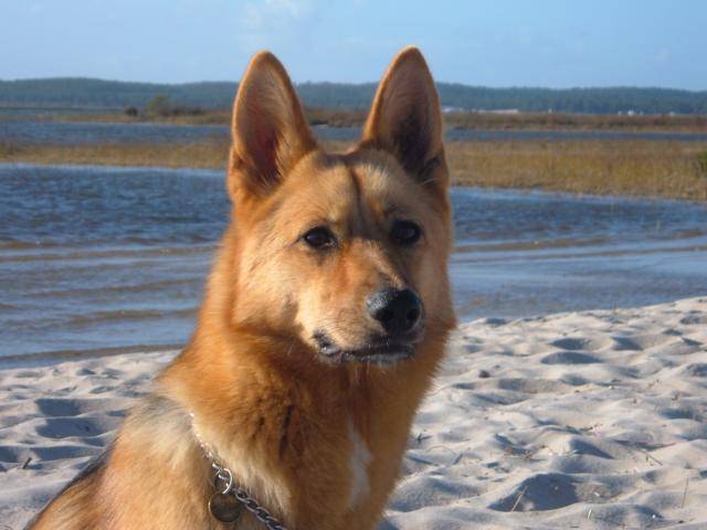 X Berger Allemand Thara - Berger Allemand