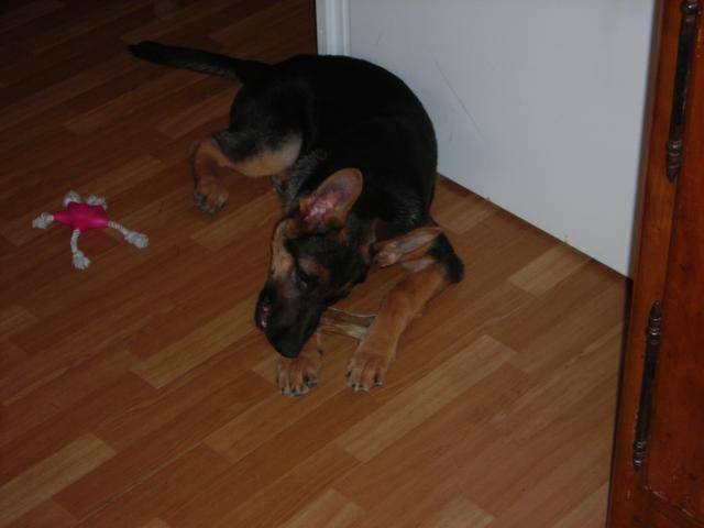cassy berger allemand 4 mois - Berger Allemand (4 mois)