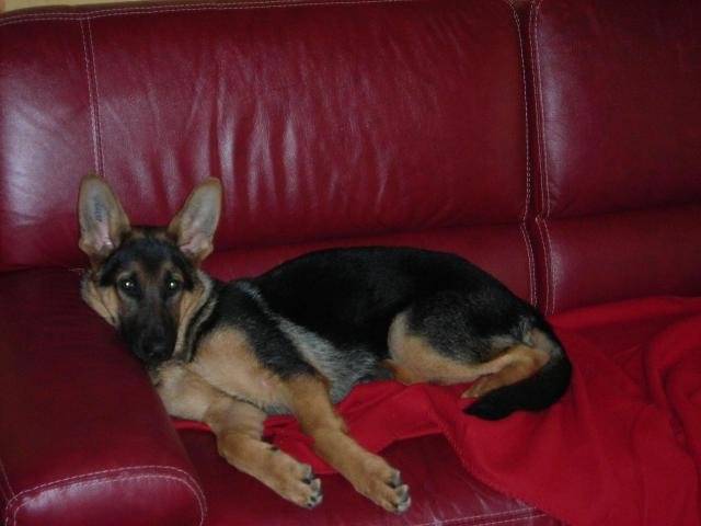 CASSY berger allemand 6 mois - Berger Allemand (6 mois)