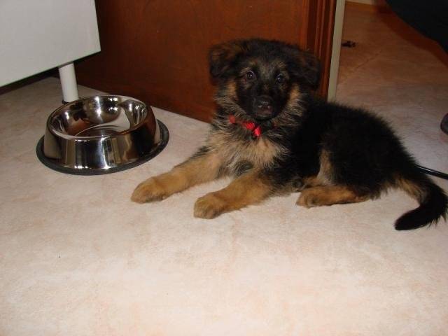 Berger allemand poils long CAYA - Berger Allemand
