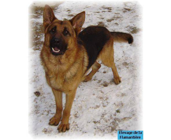 ulys berger allemand - Berger Allemand