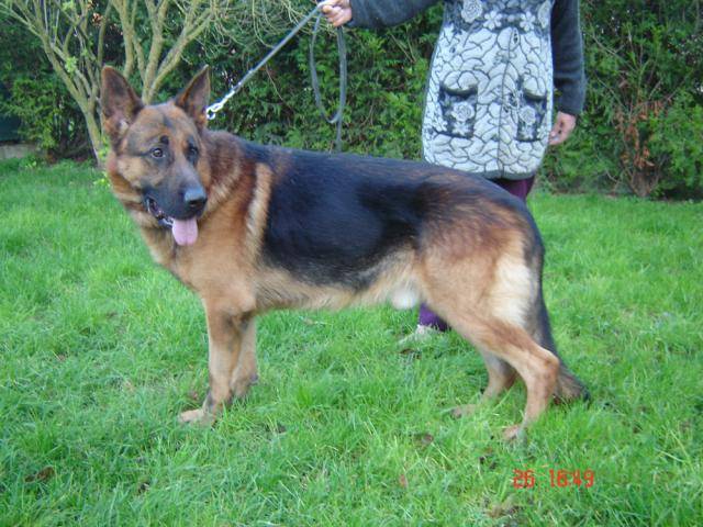 ulys berger allemand - Berger Allemand