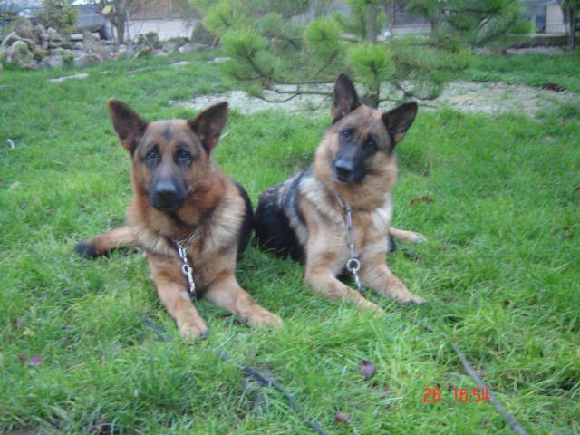 ulys et ourmela berger allemand - Berger Allemand