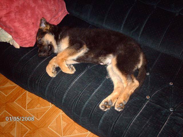 berger allemand tigan - Berger Allemand