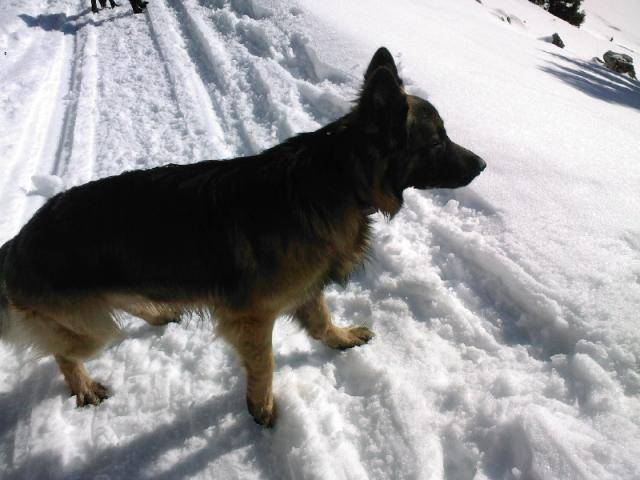 Berger Allemand poil long Ziggy - Berger Allemand
