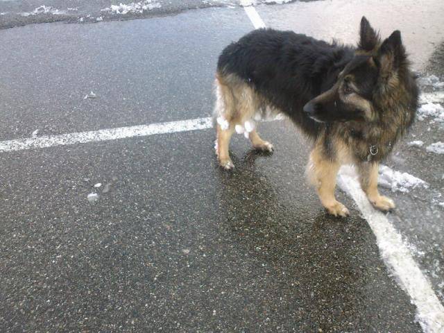 Berger Allemand poil long Vick - Berger Allemand