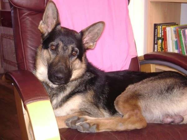 berger allemand - Berger Allemand