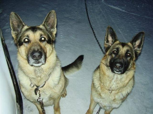 Moucheka et Doby Berger Allemand - Berger Allemand
