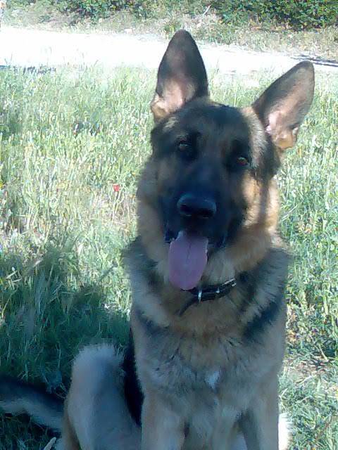 Berger Allemand Valco - Berger Allemand