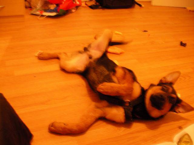 berger allemand CASH - Berger Allemand