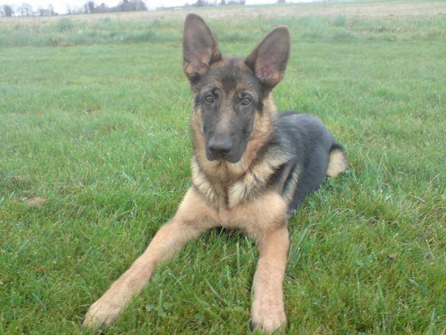 berger allemand - Berger Allemand